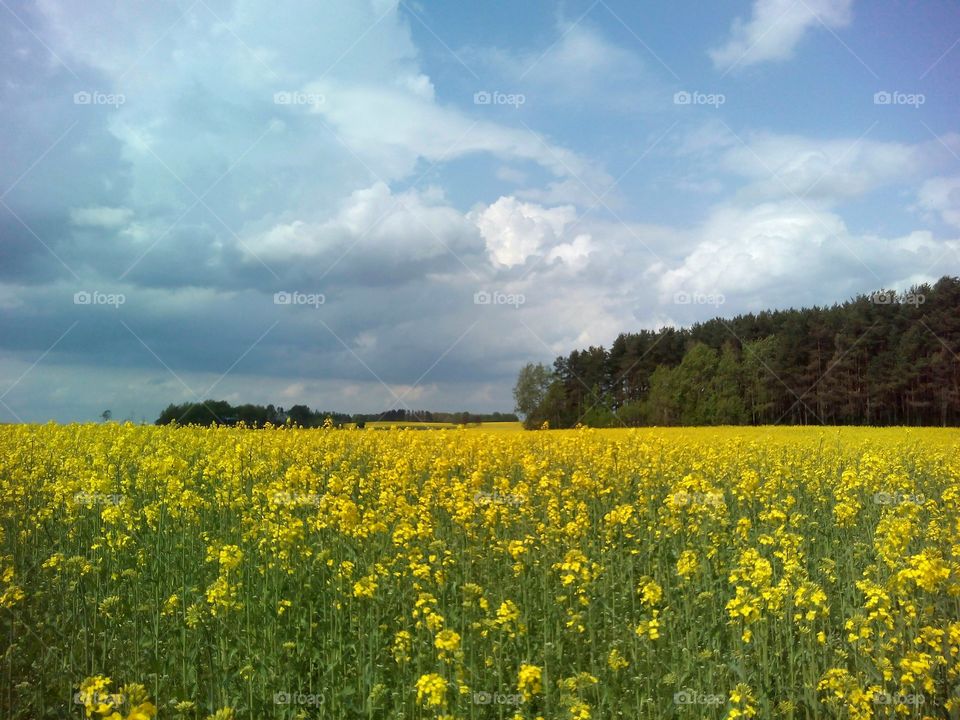 Field, Landscape, Agriculture, No Person, Rural