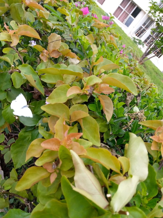 Butterfly green