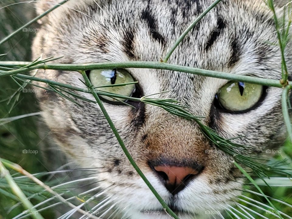 His wild ancestral genes look in the garden. My tabby's facial expressions and personality.