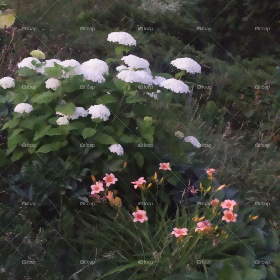 Kalanchoe is usually a disease-resistant flower, but sometimes due to improper care, it can cause adverse events, such as various diseases