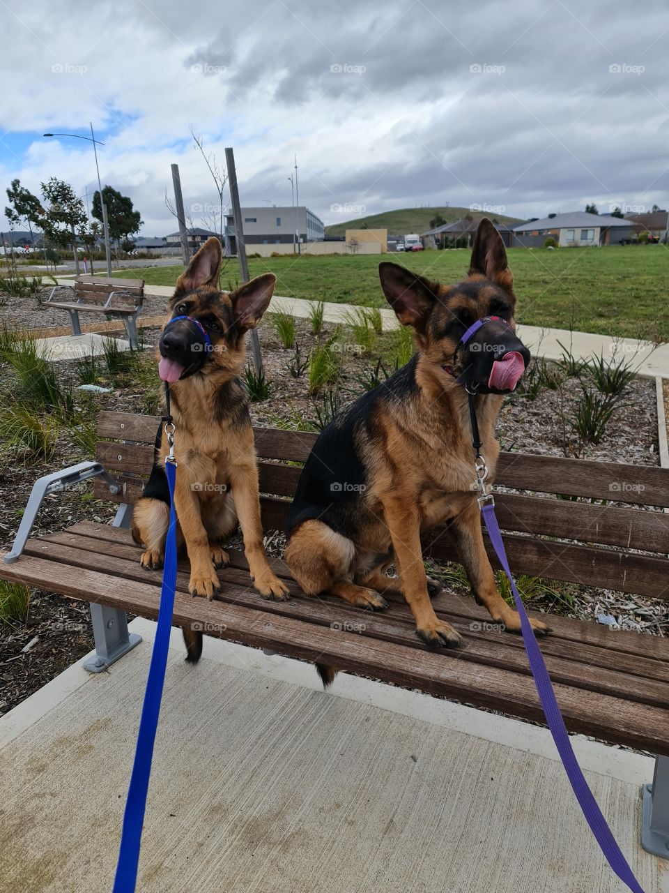 Sunday Funday walks with the Puppies!!