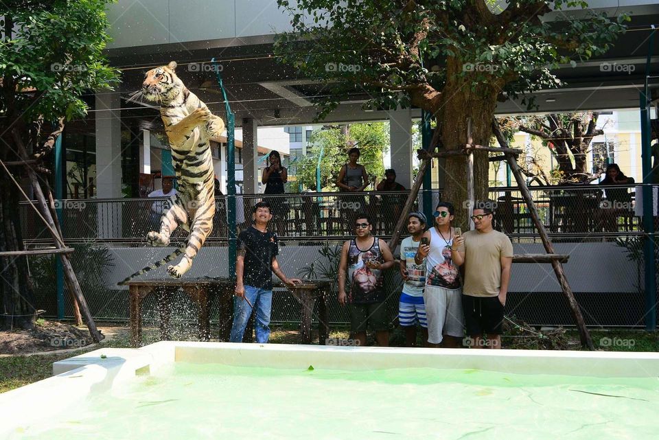 Tiger park, Thailand
