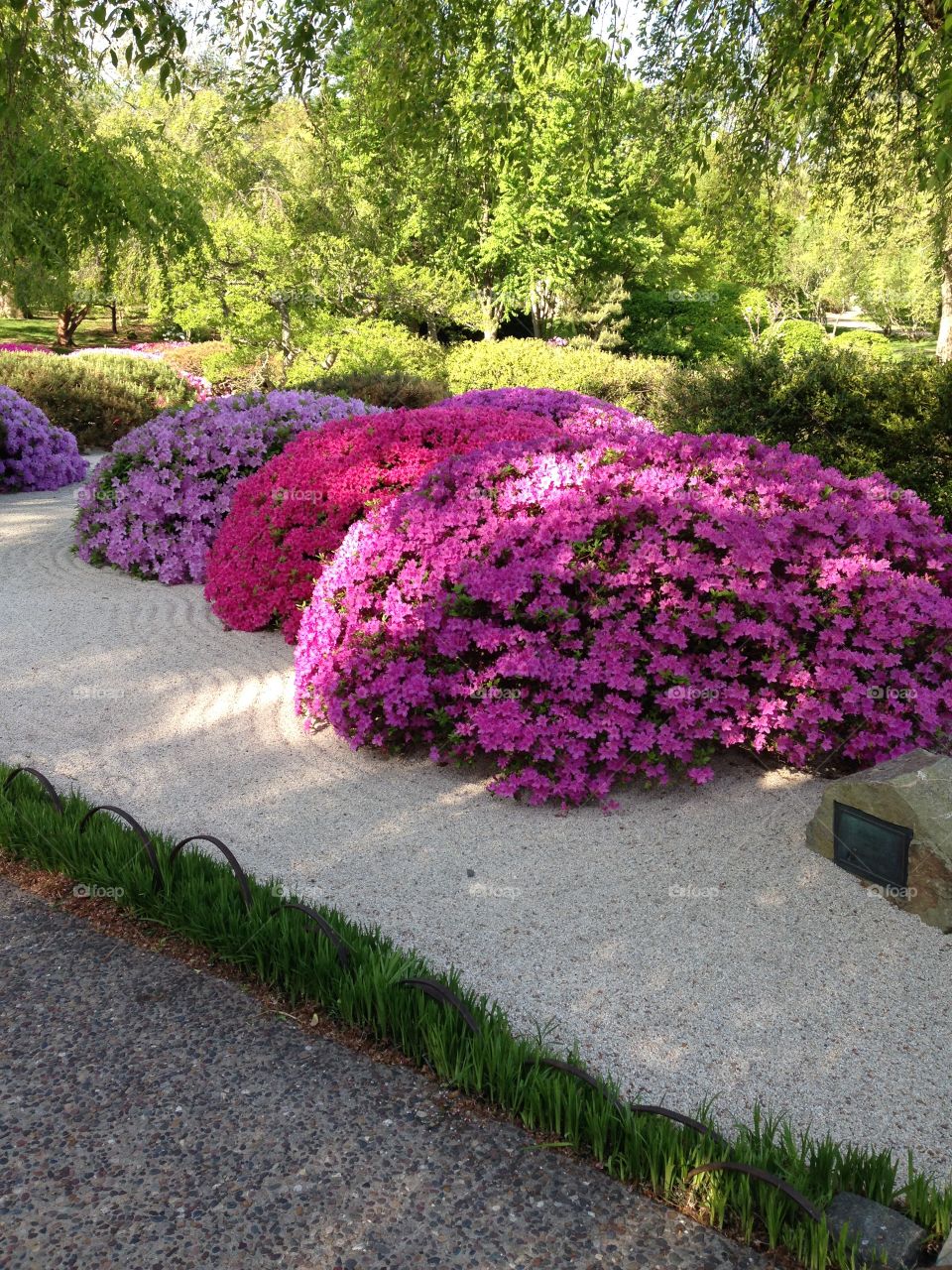 Three Azaleas in a Row