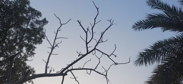 Branches touch the sky