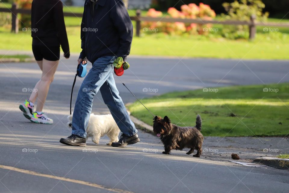 Crossing the street with dogs 