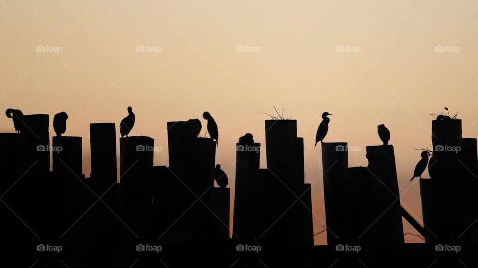The silhouettes of multiple cormorants are seen perched on old dock pilots near the waterfront in Tacoma, Washington at sunset