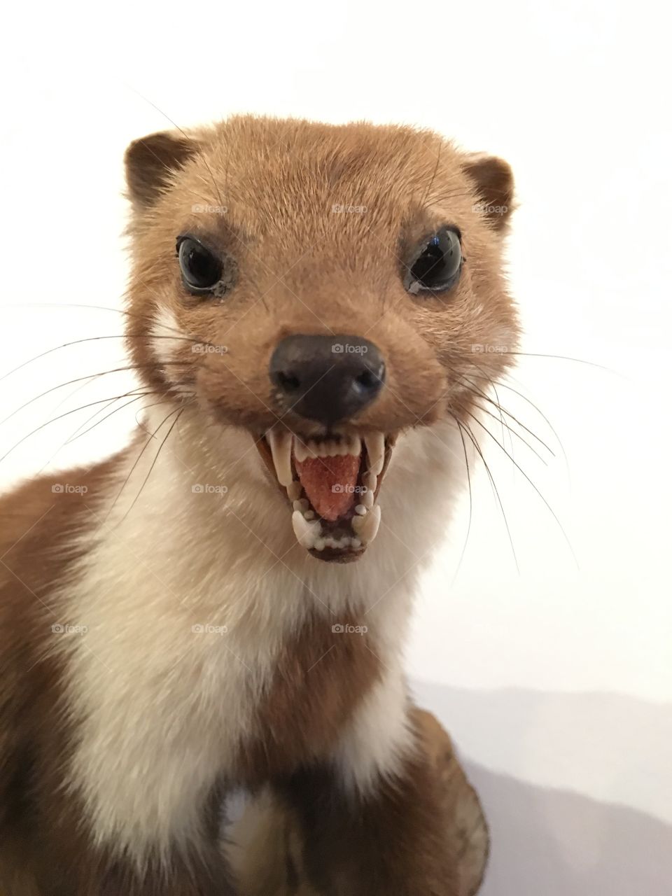 Это выдра. Она чуть на меня не напала 