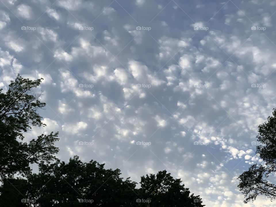 Lovely clouds when dusk is approaching. Sky blue, fluffy, wavy, leaves, natural beauty. 