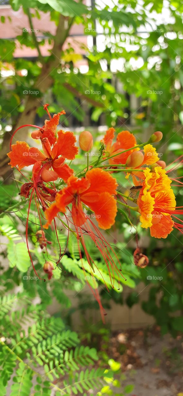 Flores e suas cores