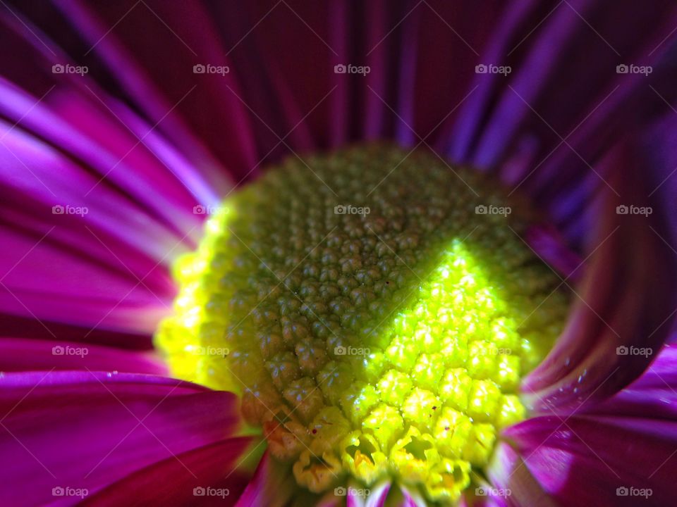 Flower center . Center of flower in yellow 