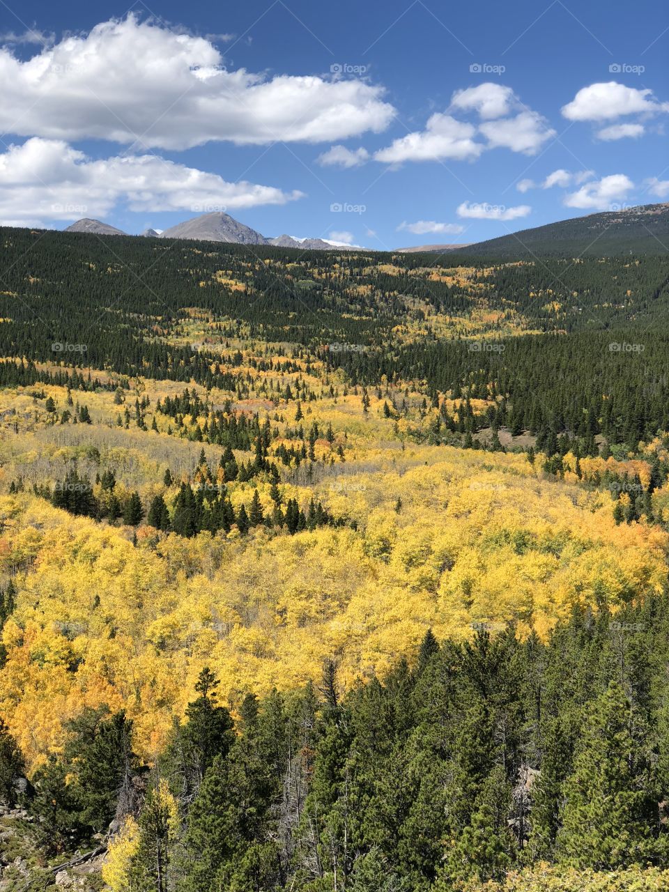 Aspens in Fall