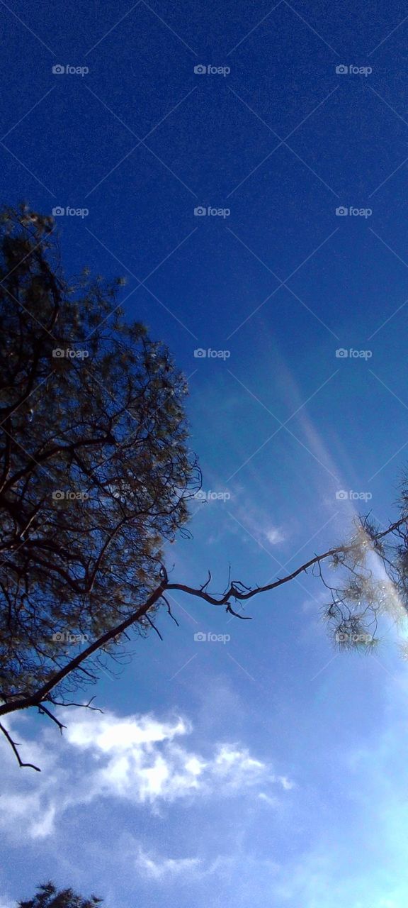 Beautiful nature trees, grass, branches