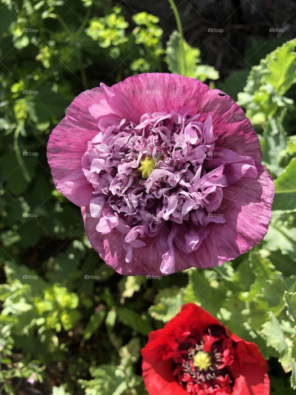 Purple poppy