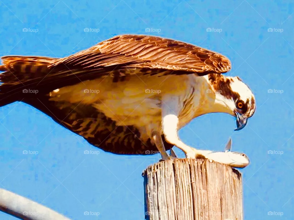 Osprey