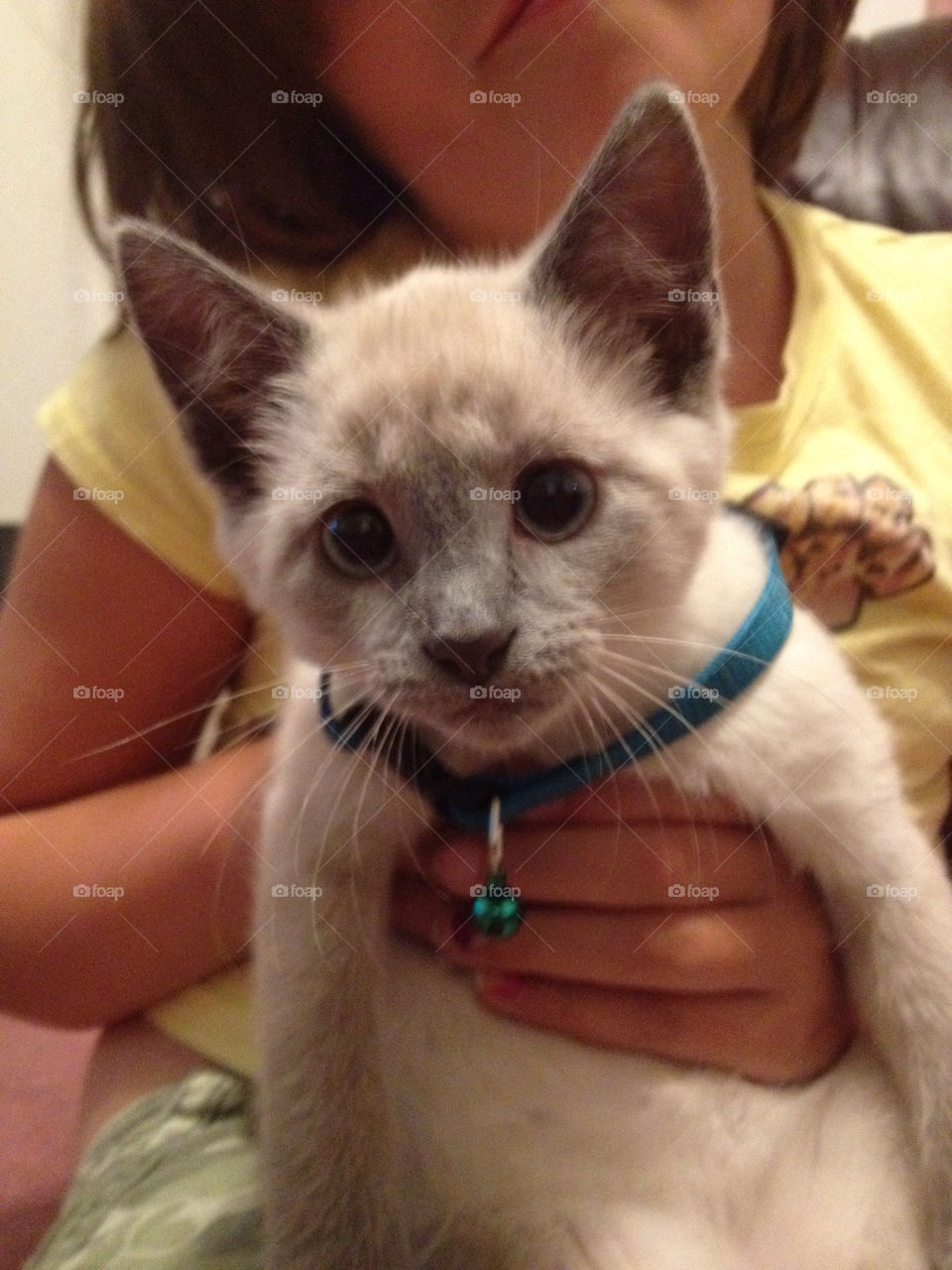 cats precious siamese kitten by sarahrutherford