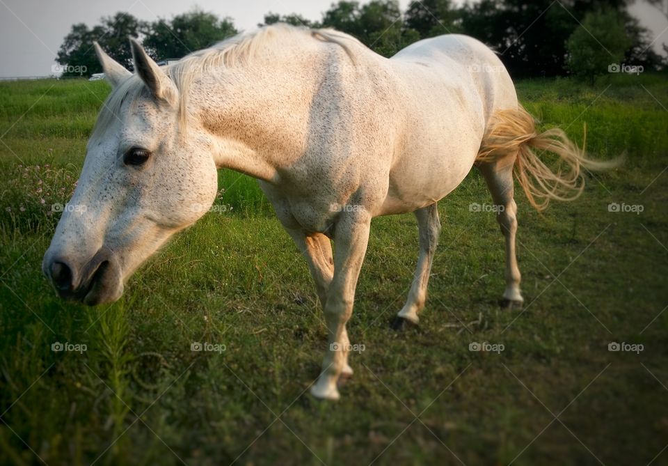 Horse standing on grass