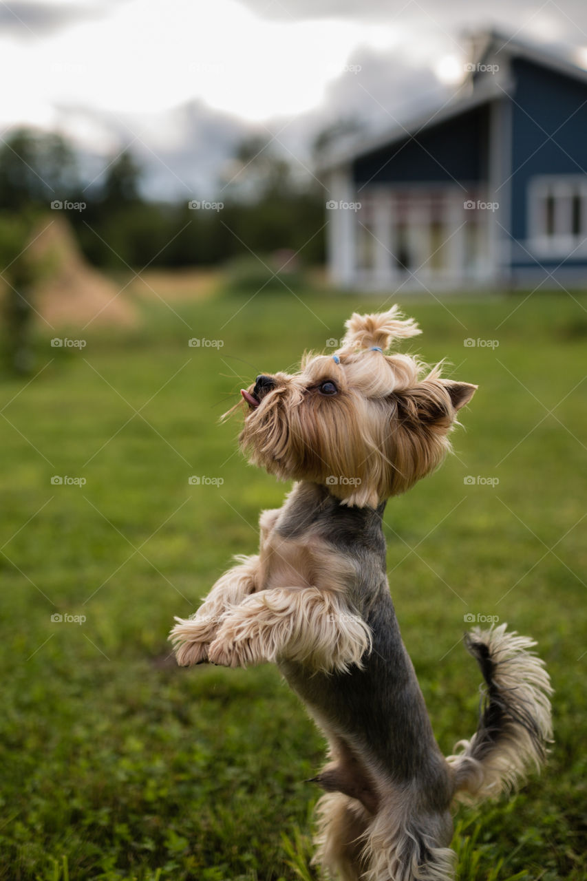Yorkshire terrier outdoor 