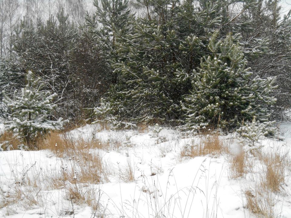 Winter, Snow, Cold, Frost, Landscape