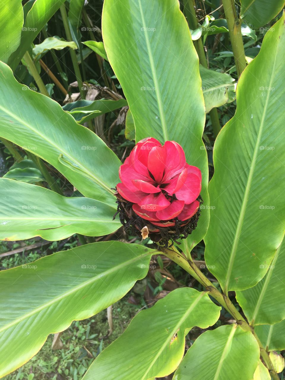 Lush Hawaiian tropical flower 