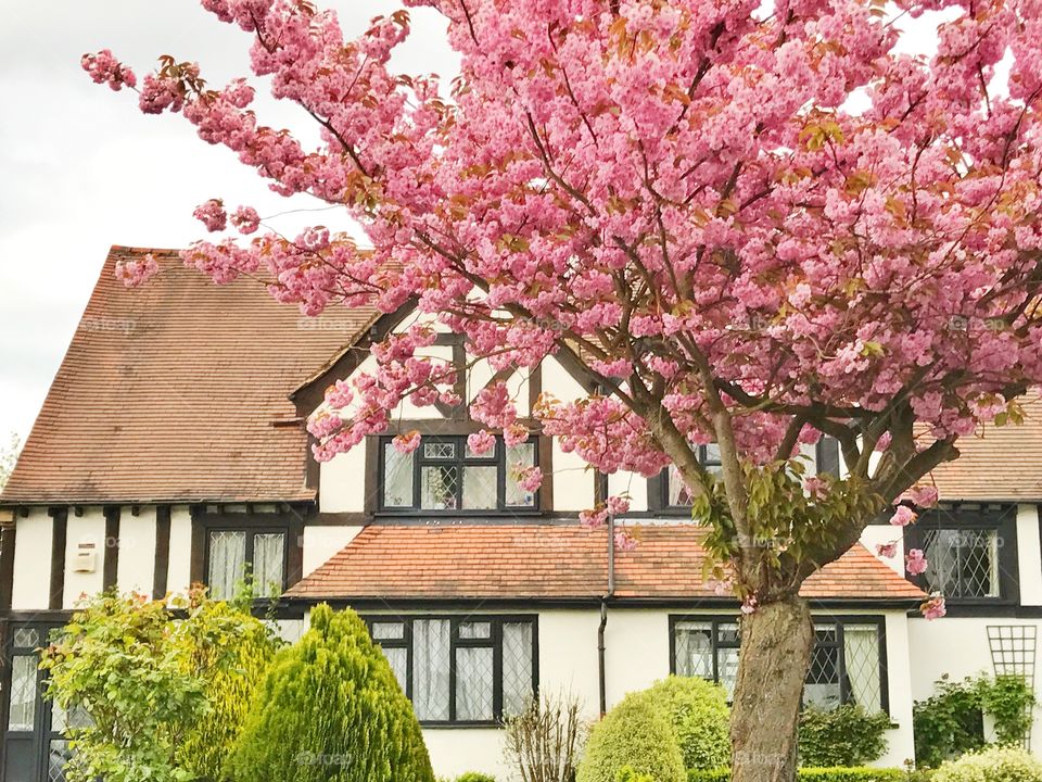 Pink cherry blossom tree in front of a house in London, UK