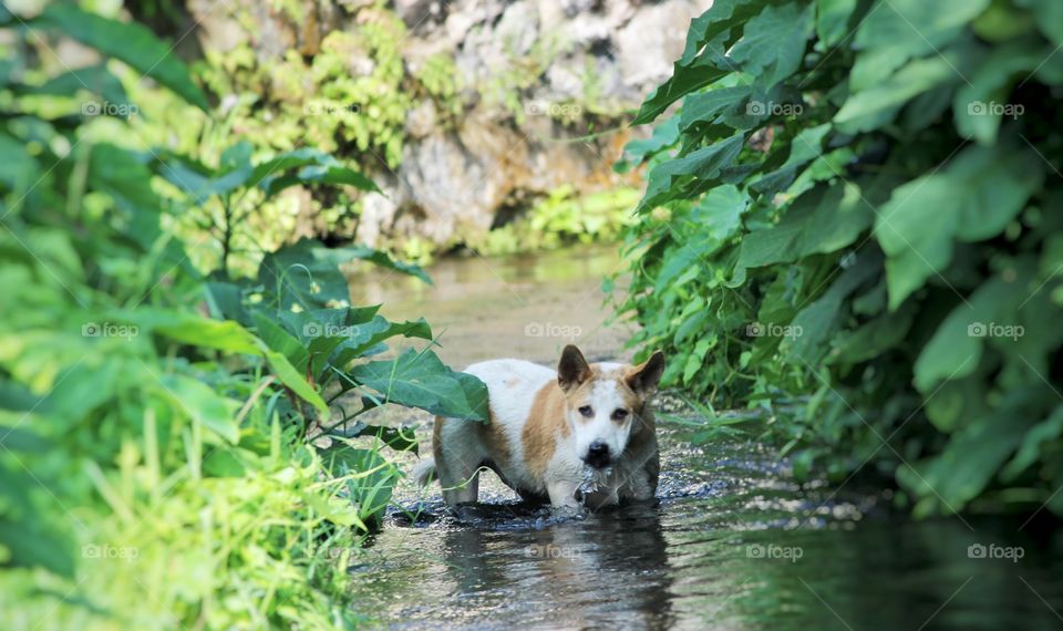 The dog is the river road in suranadi narmada Lombok Barat Indonesia
