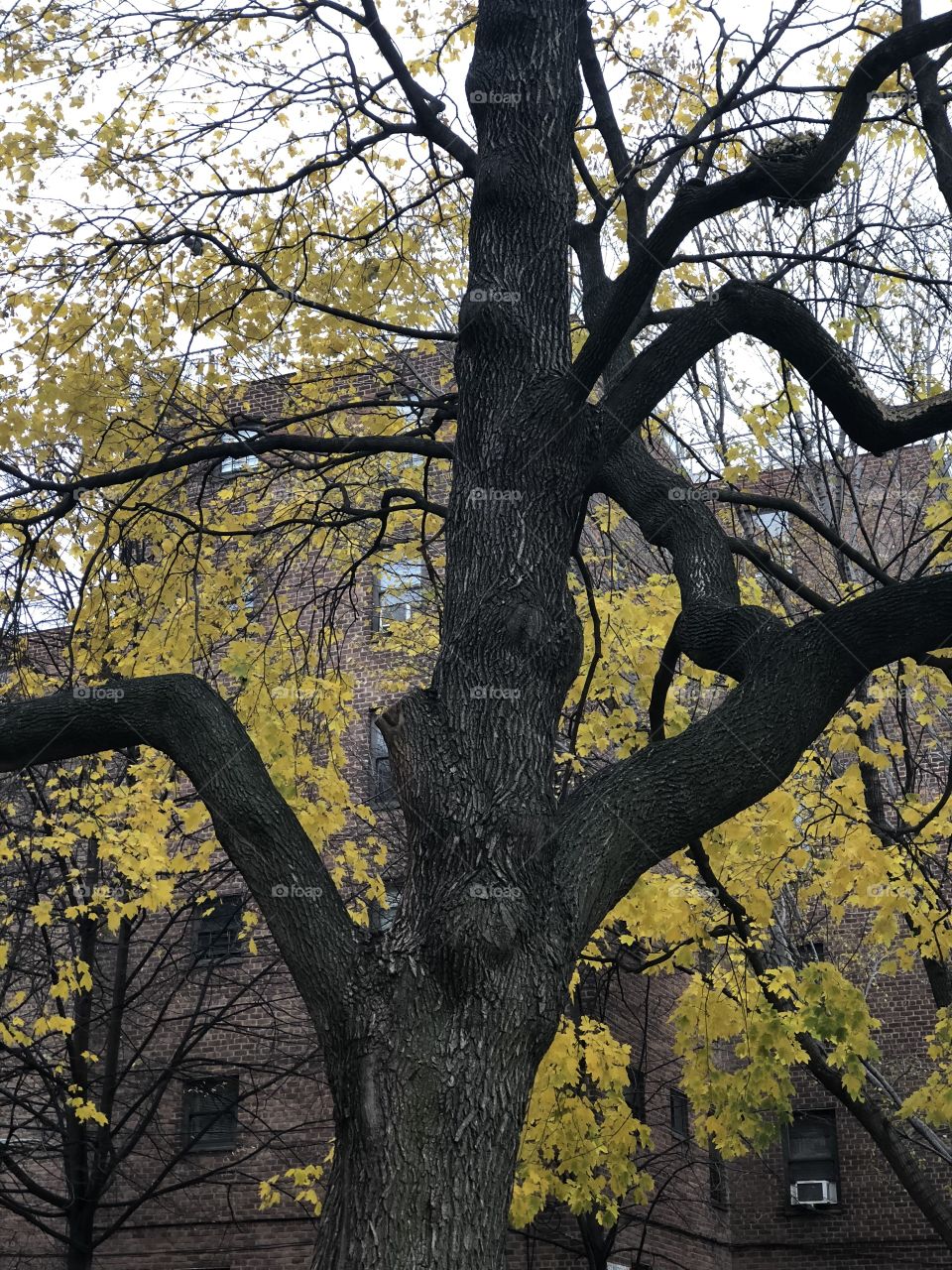 Dark tree with bright yellow leaves 