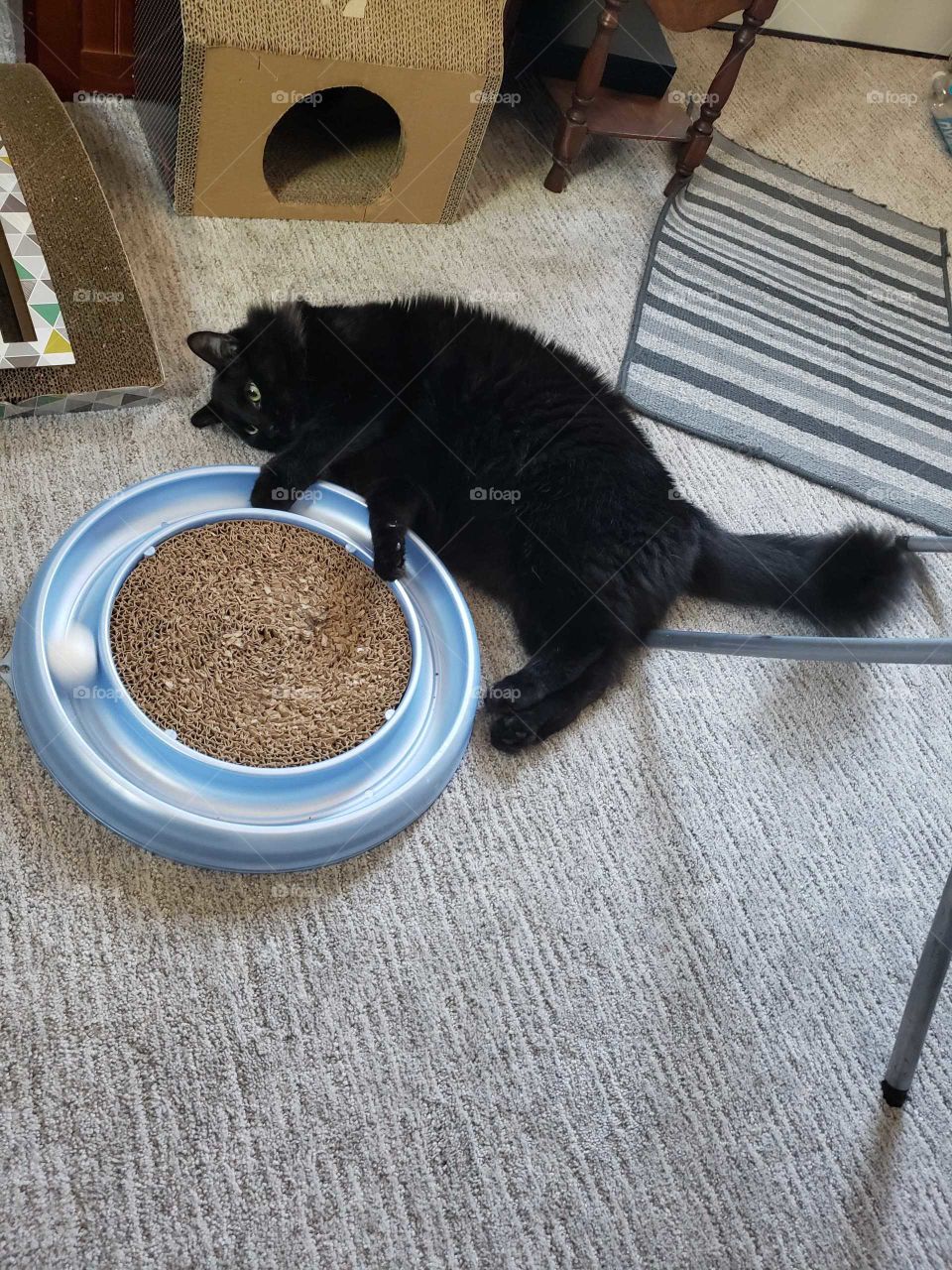 to tired to play, must be lazy and lay