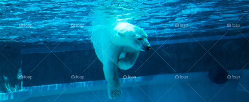 polar bear. a bear swimming
