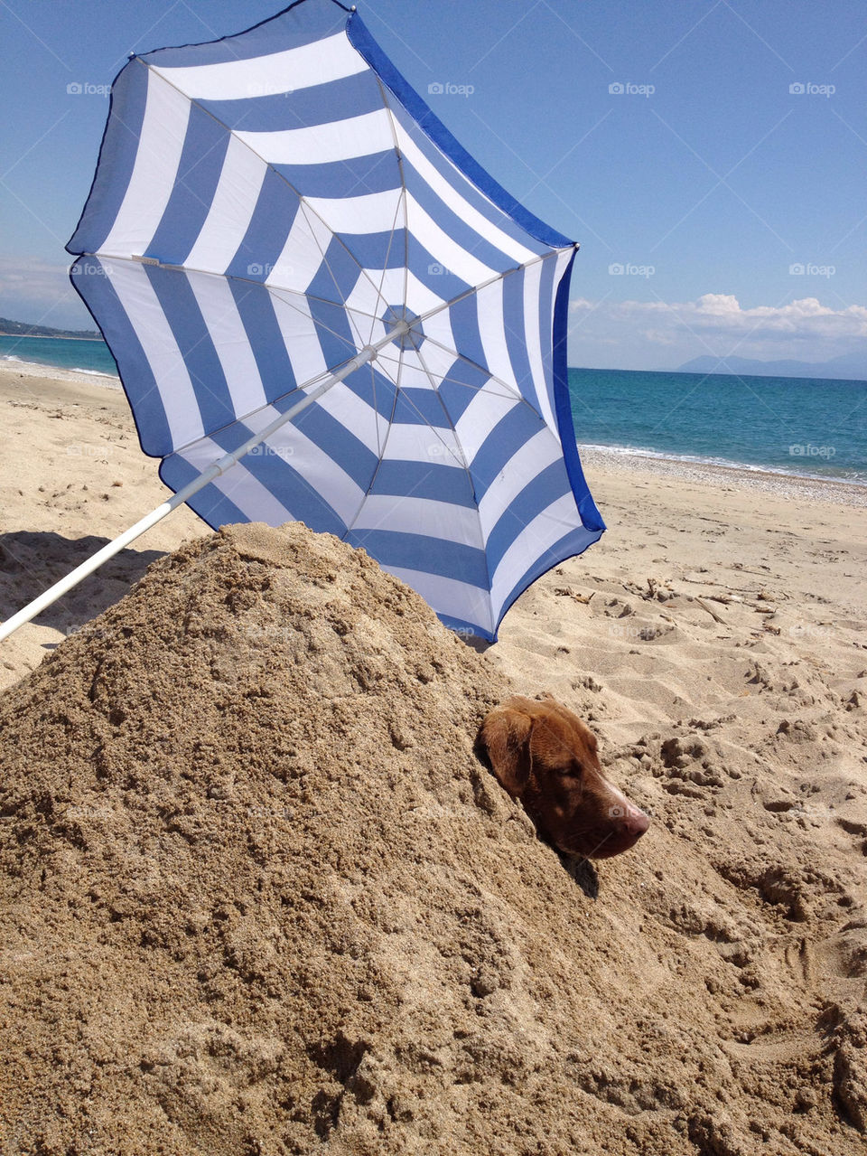beach dog sand preveza by zacharis81