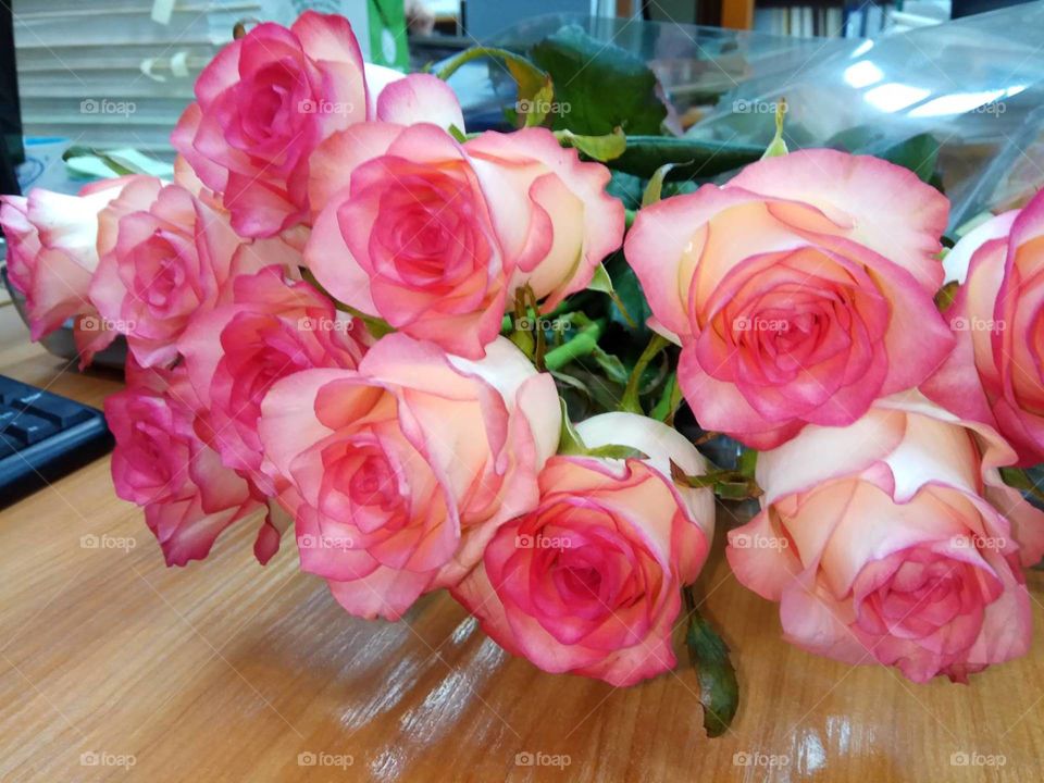 beautiful tender roses