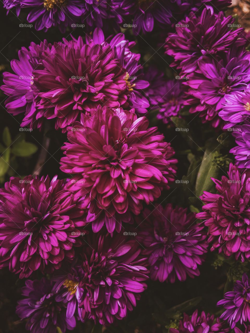 Full frame of purple flowers