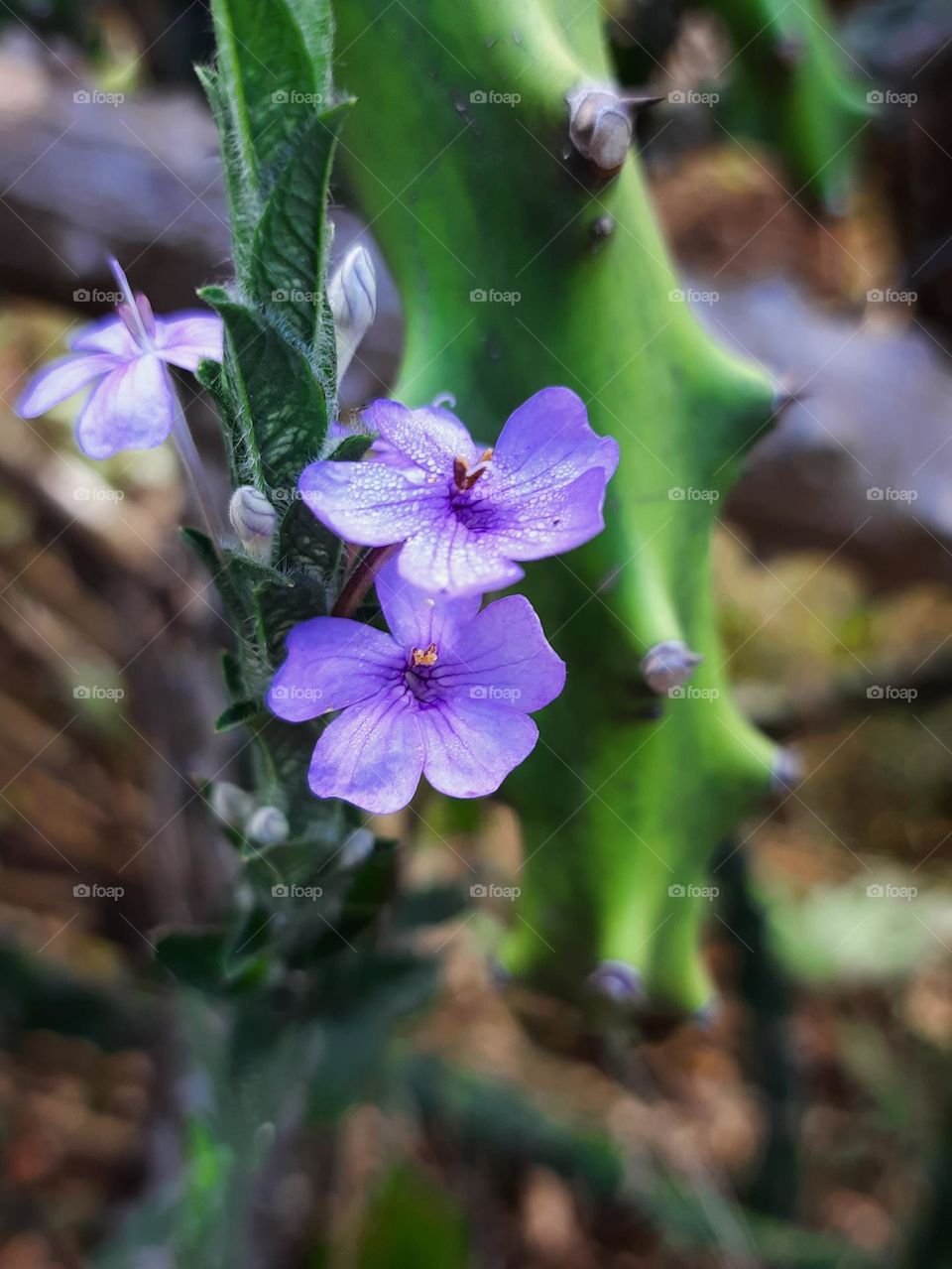 Editor's choice, Photo of the week, Beautiful Natural Flowers, These flowers look so good in thorns!