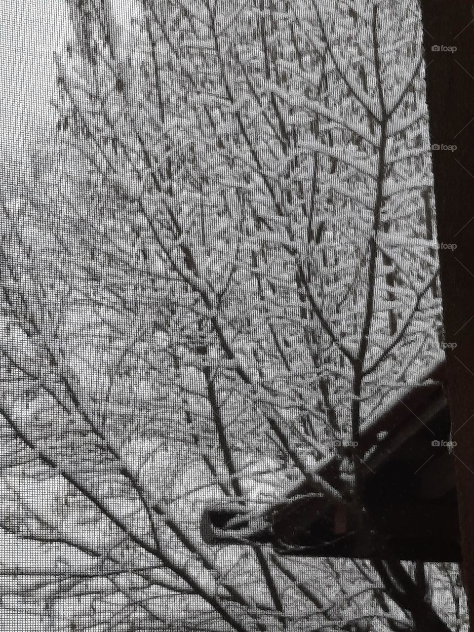 window vue at grey morning on tree after snowfall