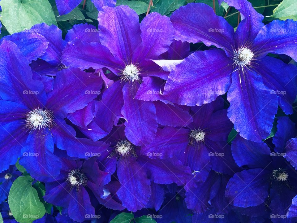 Мои цветы в саду