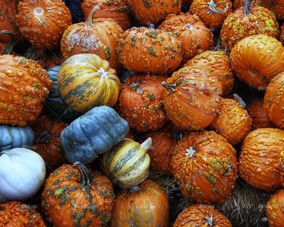 Assorted Pumpkins