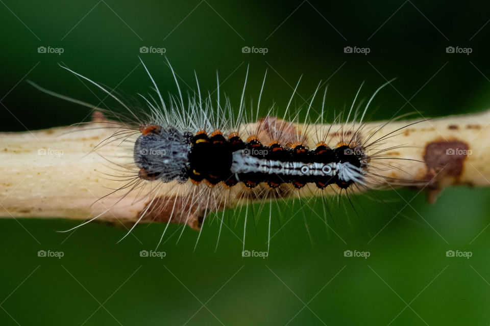 The eastern tent caterpillar is a species of moth in the family Lasiocampidae, the tent caterpillars or lappet moths. It is univoltine, producing one generation per year. It is a tent caterpillar, a social species that forms communal nests on trees.