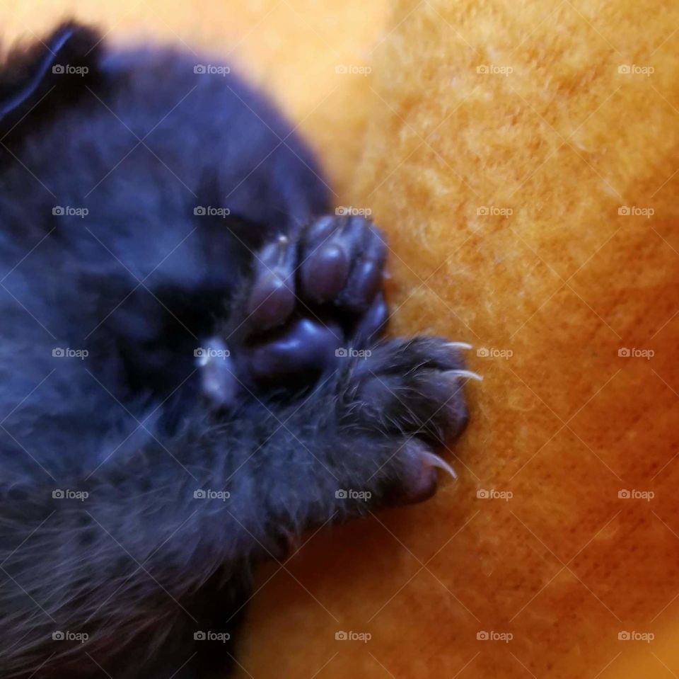 Tiny little kitten paws