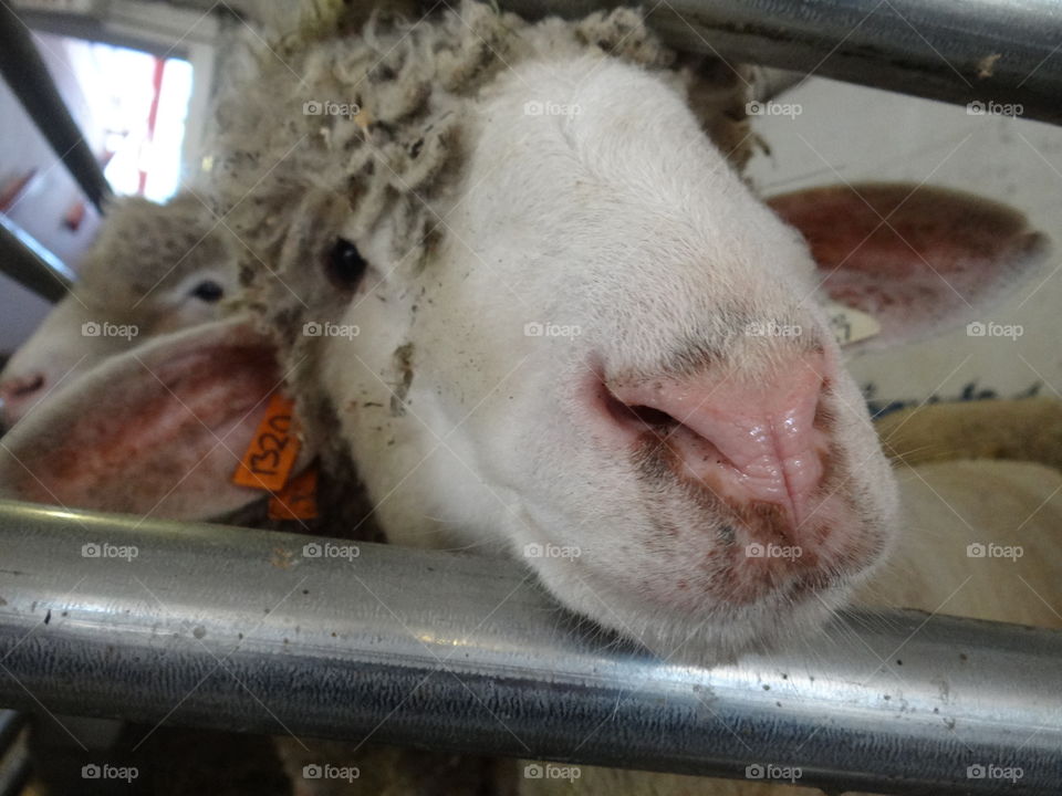 Sheep Face. A sheep on a farm in Michigan