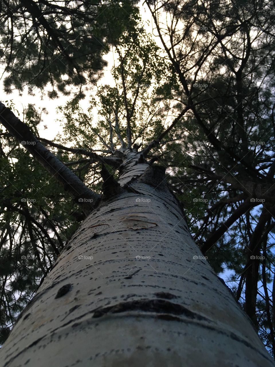 White Tree