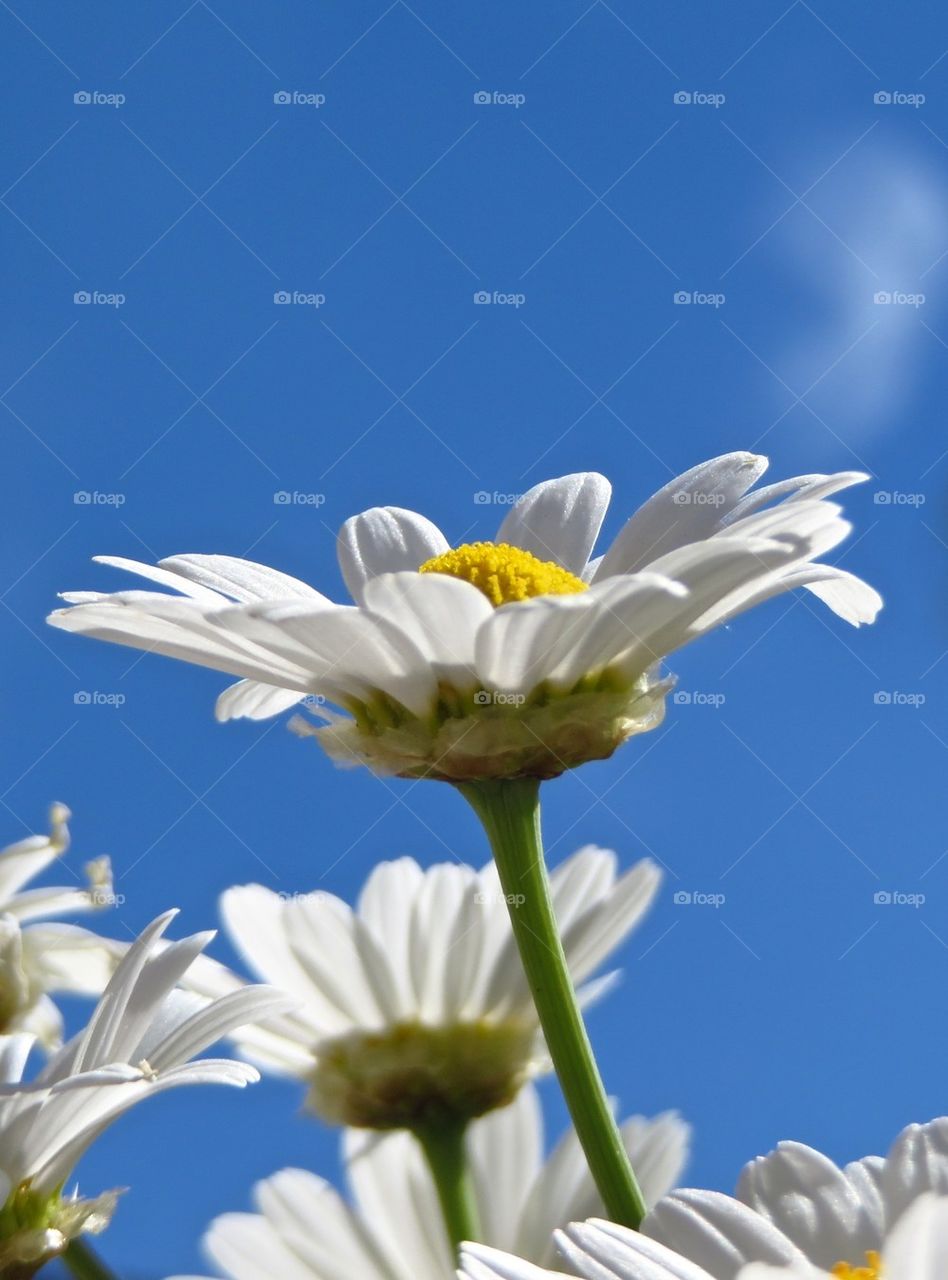 Flower and the sky 