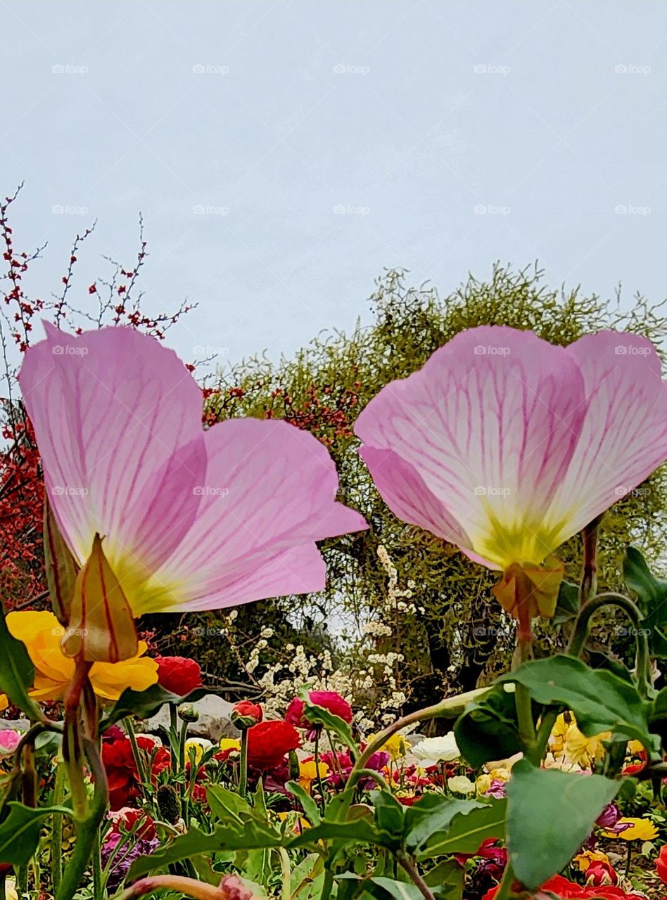Nature's life again in spring .
Like two butterflies