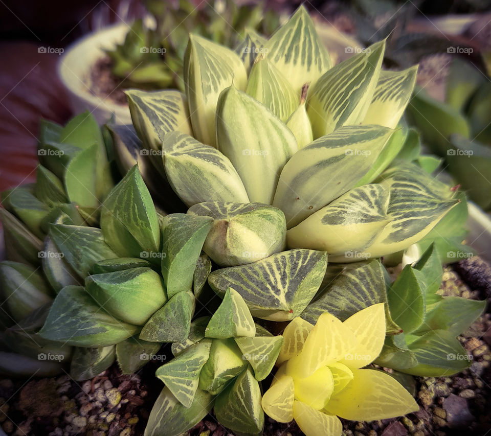 Succulents in a pot.