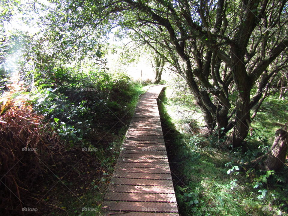 Nature Path