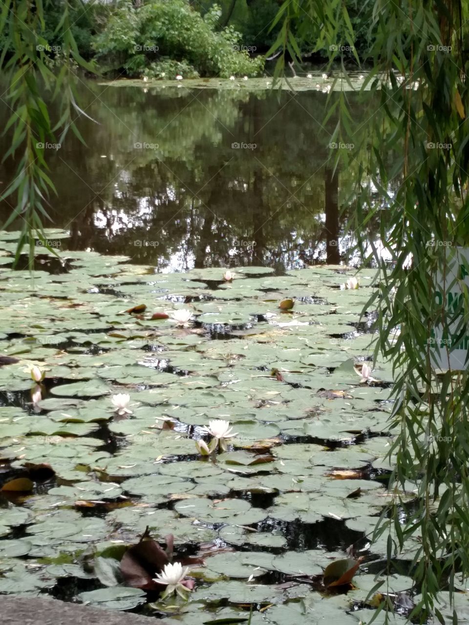 Lily Pads