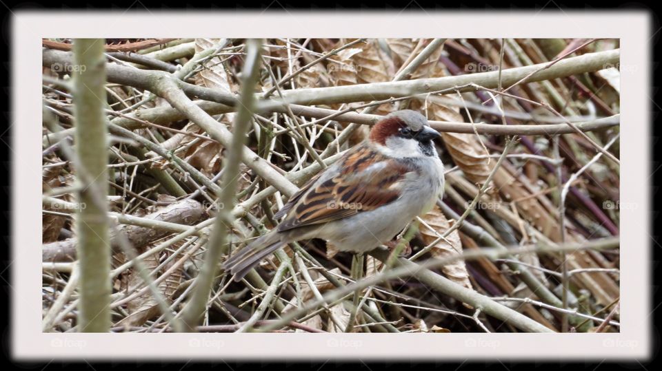 Sparrow 