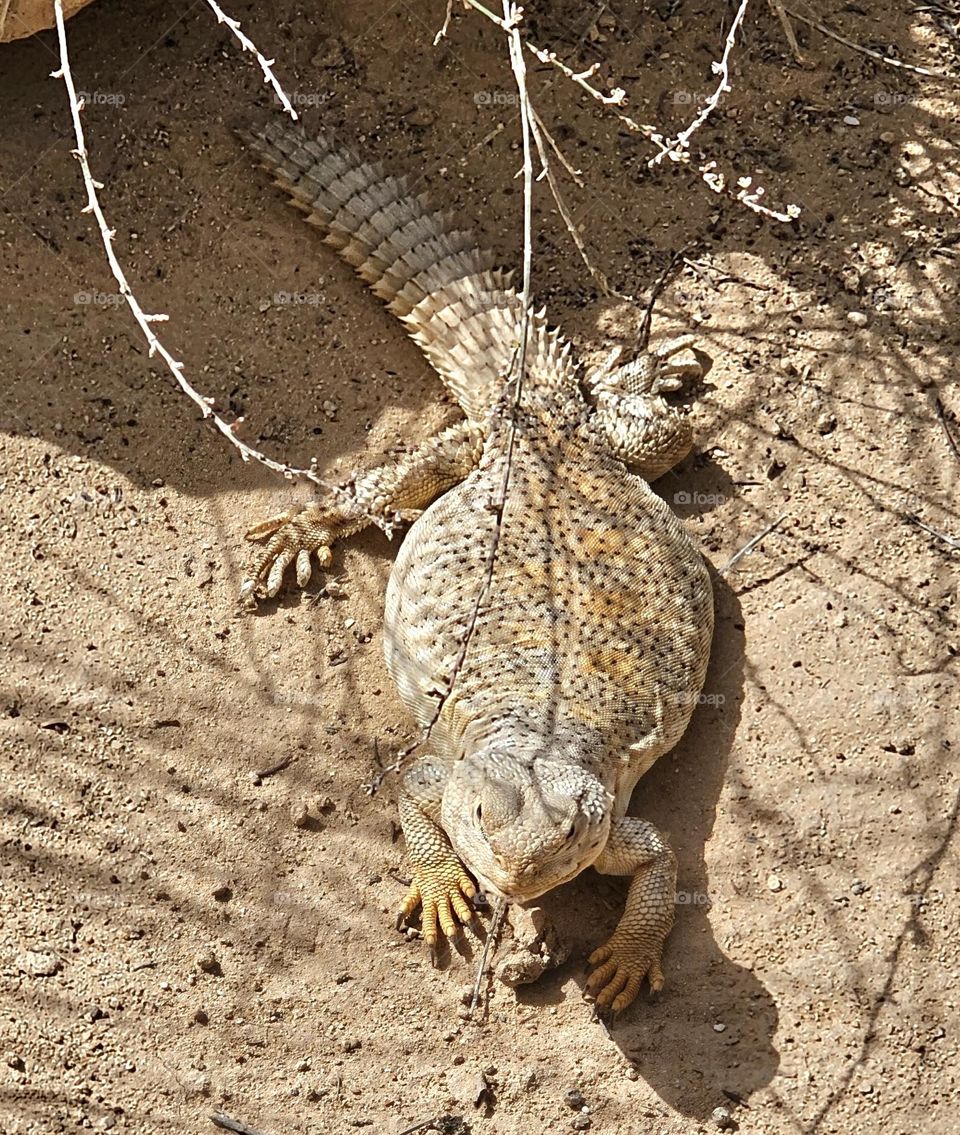 reptile in Djerba