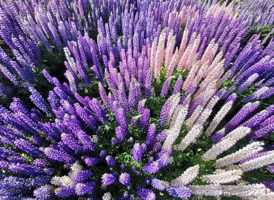 Bushes of lupins