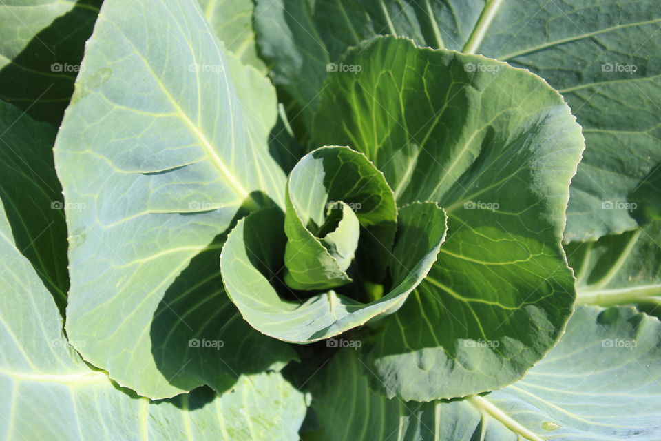 Cabbage 