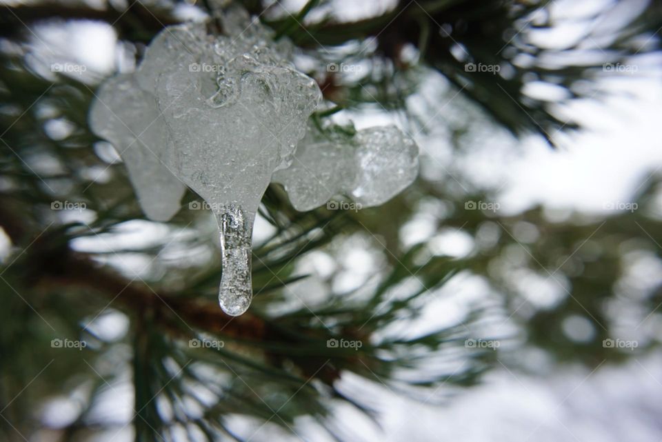 Tree#branch#ice