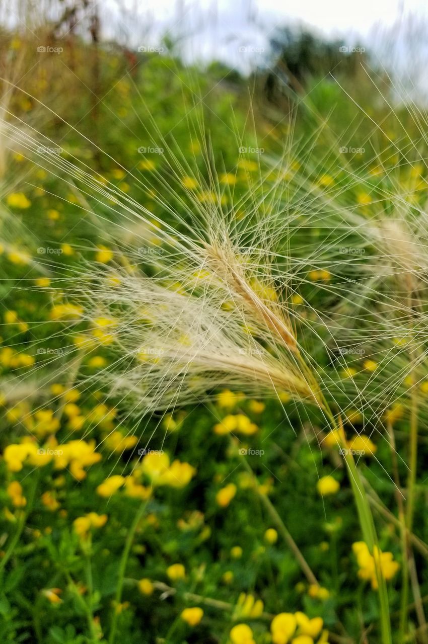 hay in the field